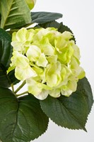 Kunstplant Mica Hortensia in pot groen Ø35 40cm-2